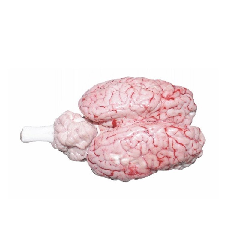 Brain – frozen buffalo offal