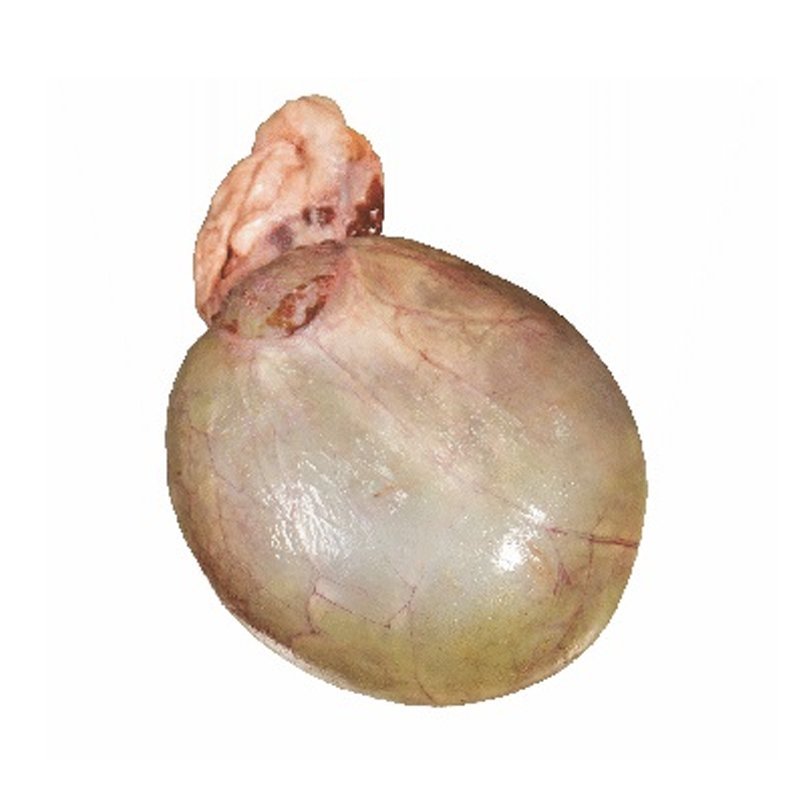 Gall Bladder – frozen buffalo offal