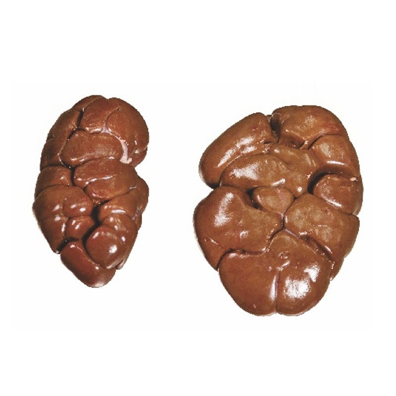 Kidney – frozen buffalo offal
